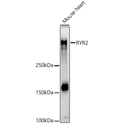 RYR2 Rabbit pAb