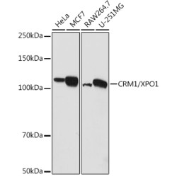 CRM1/XPO1 Rabbit pAb