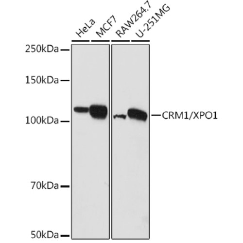 CRM1/XPO1 Rabbit pAb