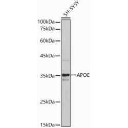 APOE Rabbit pAb