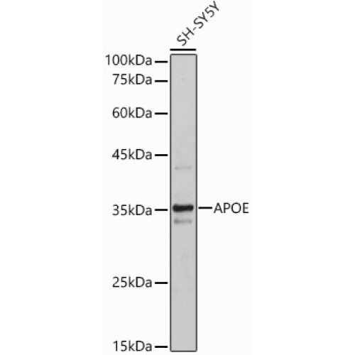 APOE Rabbit pAb