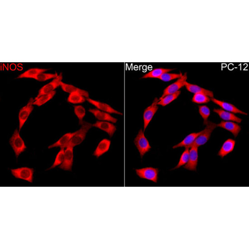 iNOS Rabbit pAb
