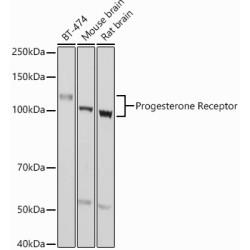 Progesterone Receptor Rabbit pAb