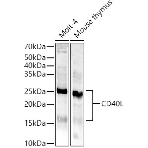 CD40L Rabbit pAb