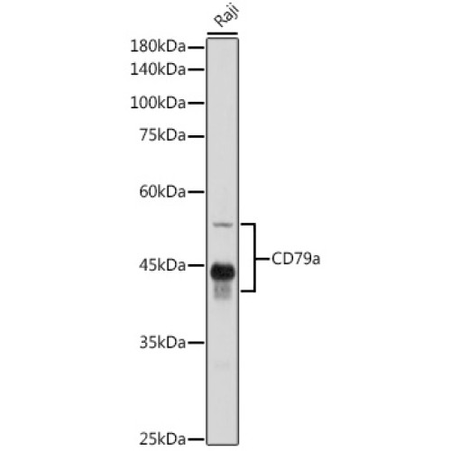 CD79a Rabbit pAb