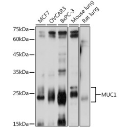 MUC1 Rabbit pAb