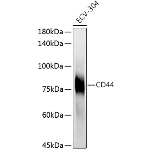 CD44 Rabbit pAb