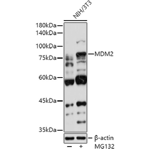 MDM2 Rabbit pAb