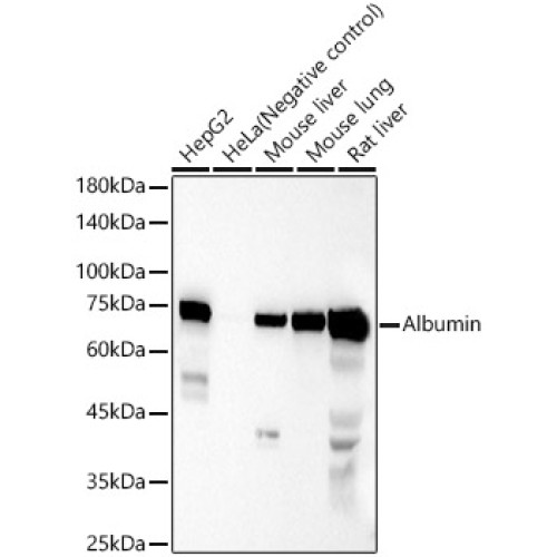 Albumin Rabbit pAb