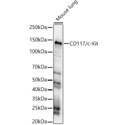 CD117/c-Kit Rabbit pAb