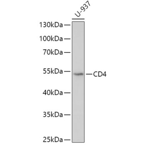 CD4 Rabbit pAb
