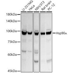 Hsp90α Rabbit pAb