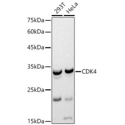 CDK4 Rabbit pAb