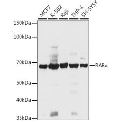 RARα Rabbit pAb