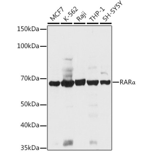 RARα Rabbit pAb