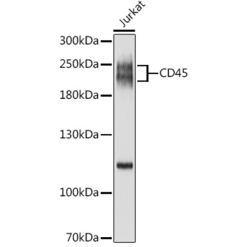 CD45 Rabbit pAb