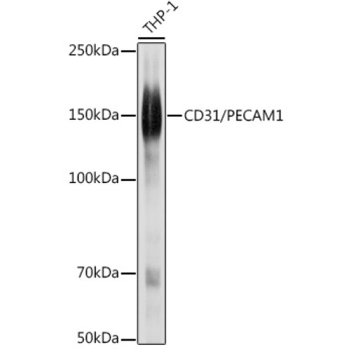 CD31/PECAM1 Rabbit pAb
