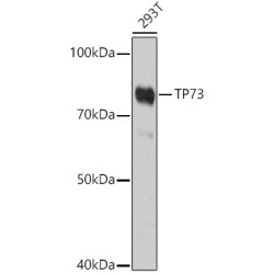 TP73 Rabbit pAb
