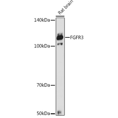 FGFR3 Rabbit pAb