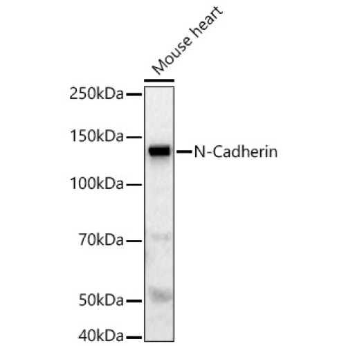 N-Cadherin Rabbit pAb