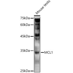 MCL1 Rabbit pAb