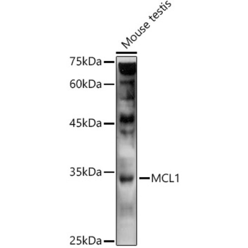 MCL1 Rabbit pAb