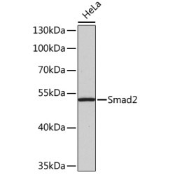 Smad2 Rabbit pAb