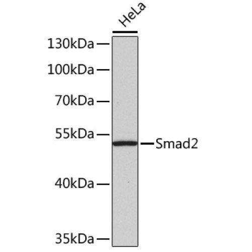Smad2 Rabbit pAb