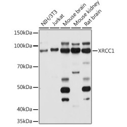 XRCC1 Rabbit pAb