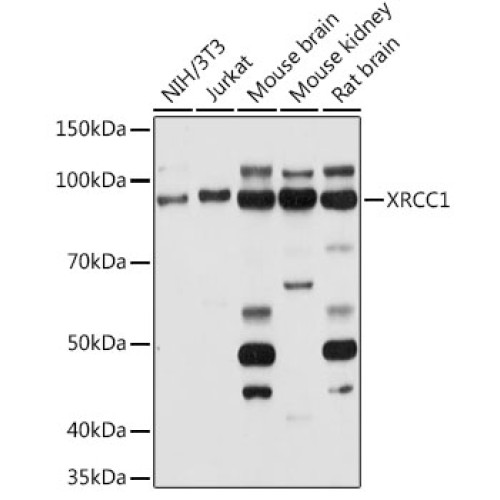 XRCC1 Rabbit pAb