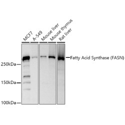 Fatty Acid Synthase (FASN) Rabbit pAb