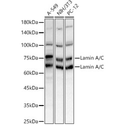Lamin A/C Rabbit pAb