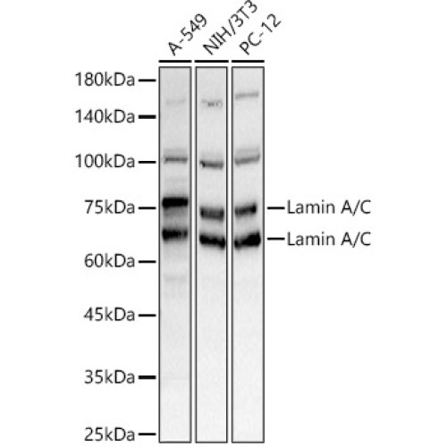 Lamin A/C Rabbit pAb