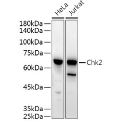 Chk2 Rabbit pAb