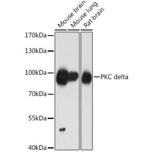 PKC delta Rabbit pAb