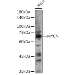N-Myc/MYCN Rabbit pAb