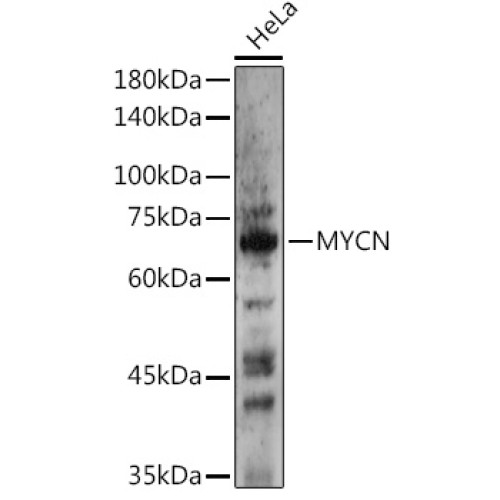 N-Myc/MYCN Rabbit pAb