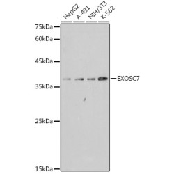 EXOSC7 Rabbit mAb