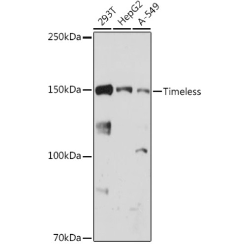 Timeless Rabbit mAb