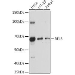RELB Rabbit pAb