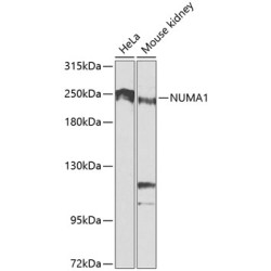NUMA1 Rabbit pAb