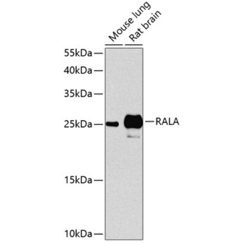 RALA Rabbit pAb