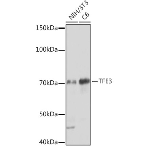 TFE3 Rabbit mAb