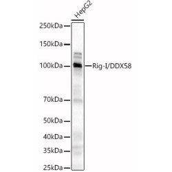 Rig-I/DDX58 Rabbit pAb