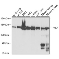 PKN1 Rabbit pAb