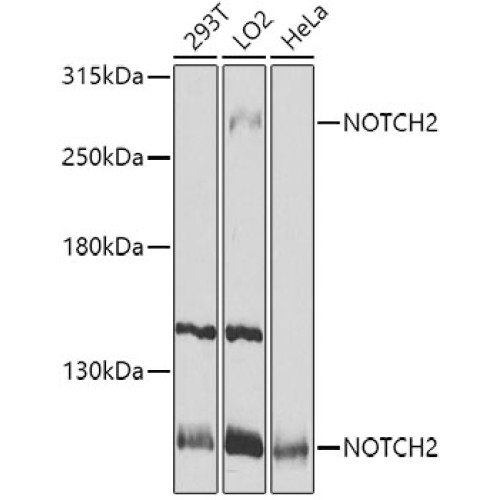 NOTCH2 Rabbit pAb