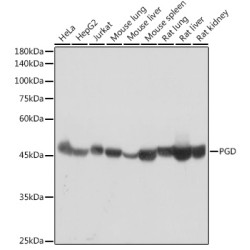 PGD Rabbit mAb