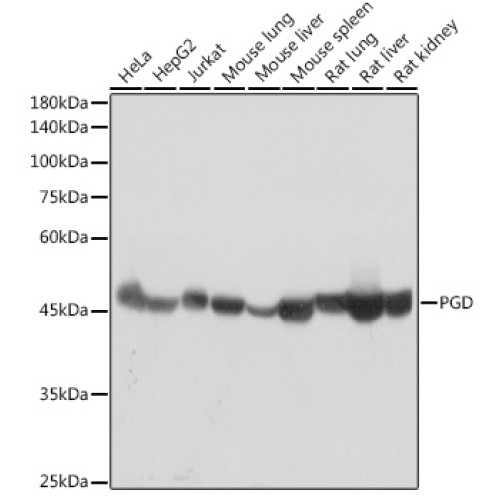 PGD Rabbit mAb