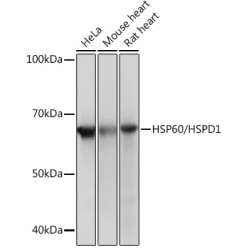 HSP60/HSPD1 Rabbit mAb