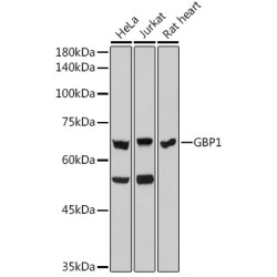 GBP1 Rabbit mAb